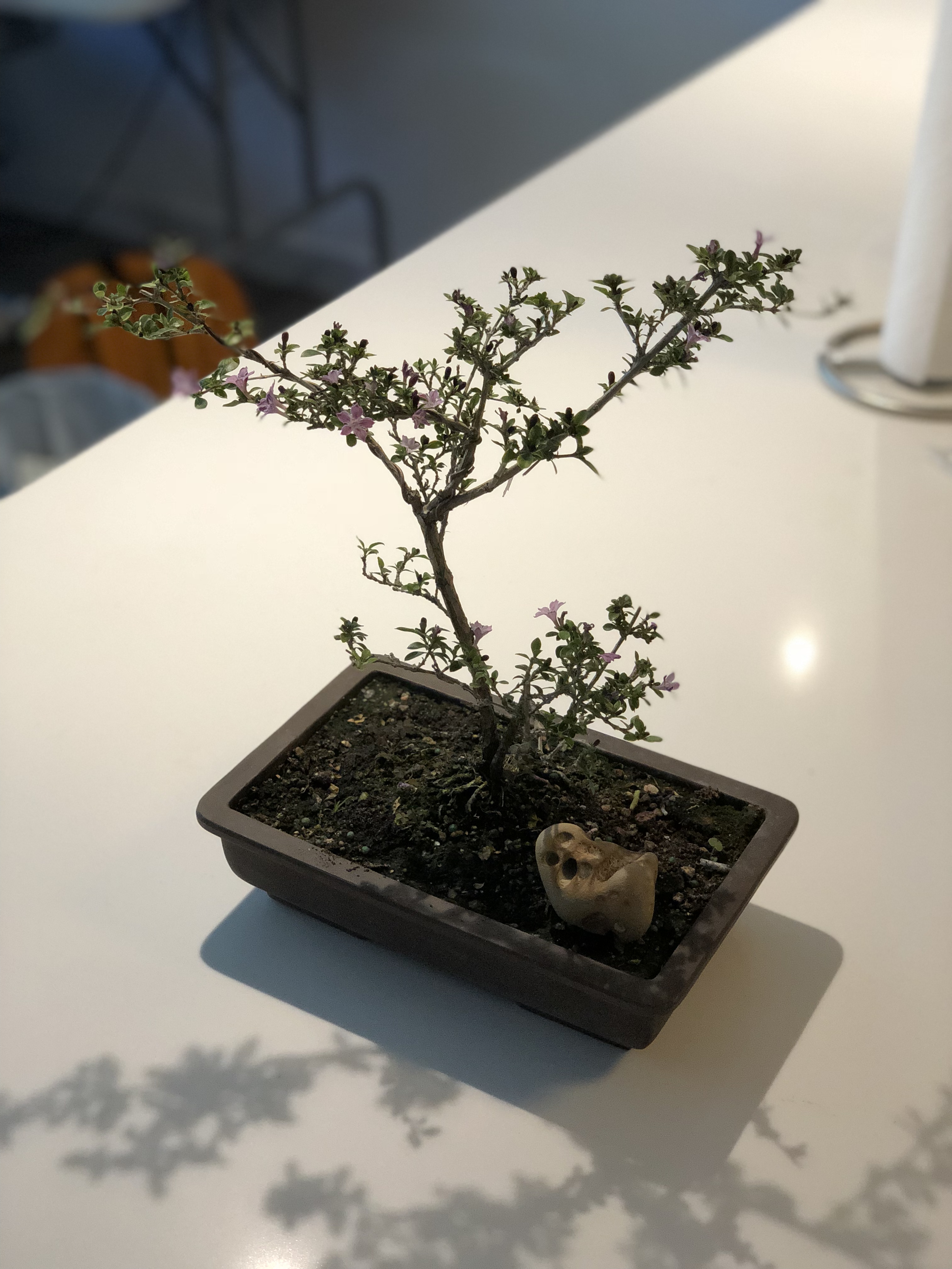 Serissa bonsai tree